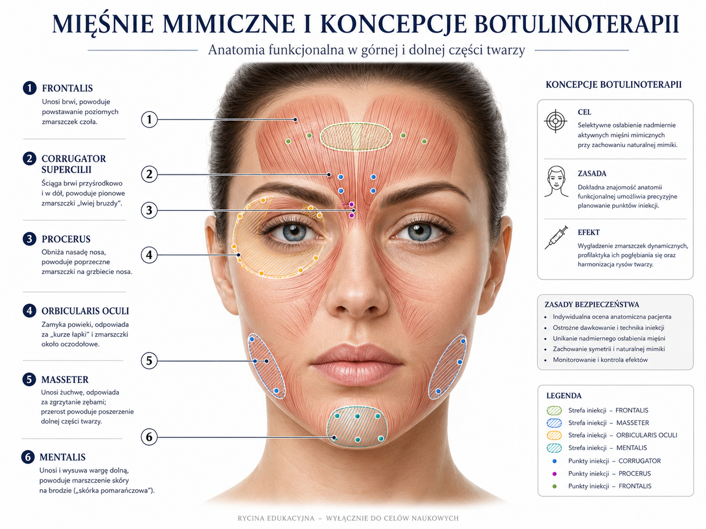 Profesjonalna ilustracja mięśni mimicznych i koncepcji botulinoterapii