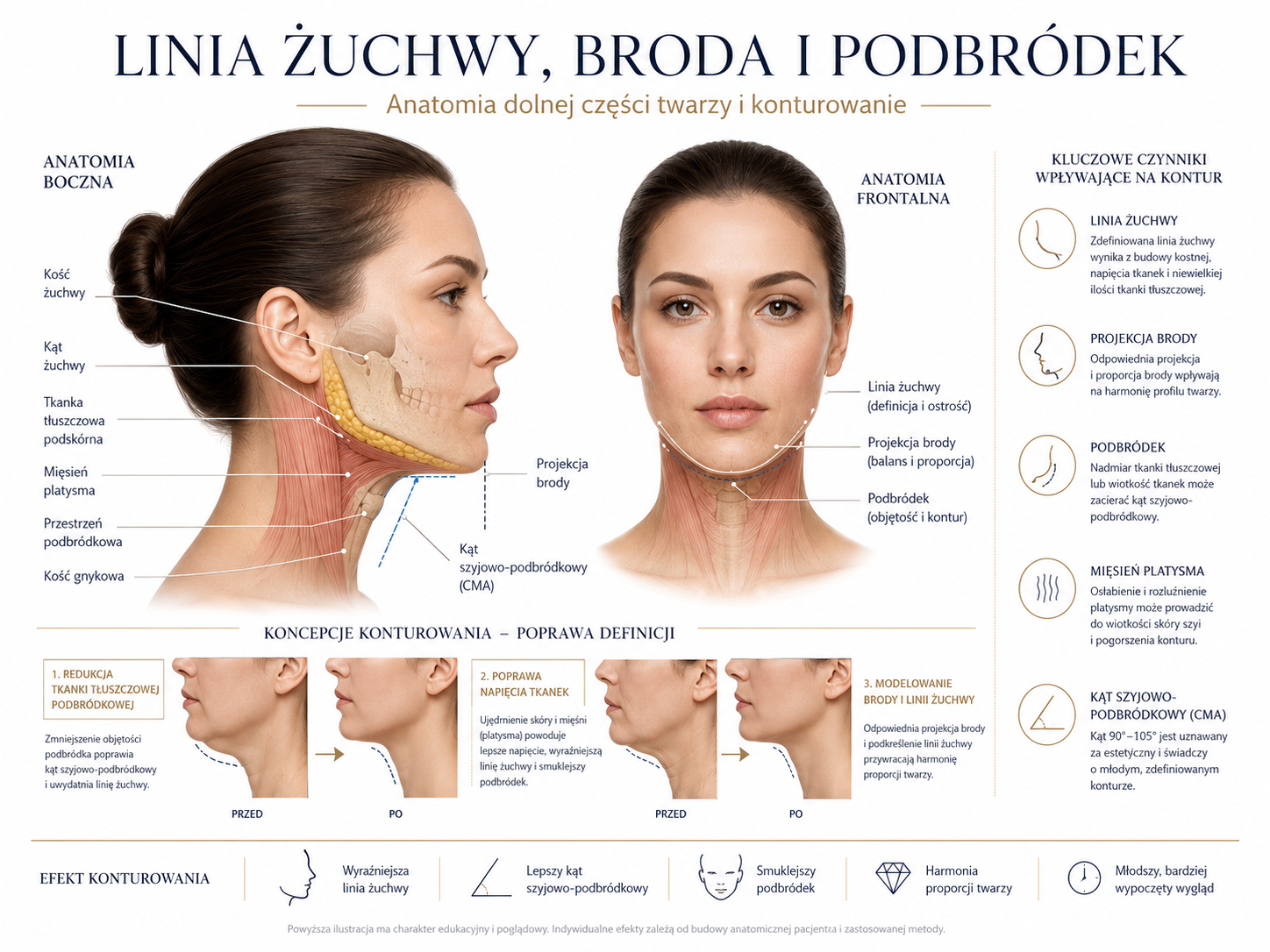 Profesjonalna ilustracja linii żuchwy, brody i podbródka